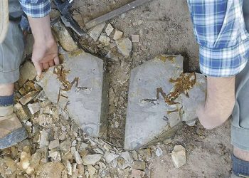 Fósil antiguo de renacuajo, el primero en su género. / Foto: El Deber