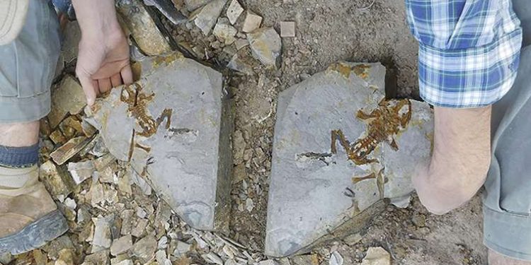 Fósil antiguo de renacuajo, el primero en su género. / Foto: El Deber