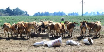 Con la declaratoria del estado de emergencia de de sanidad animal, el MAGA busca evitar la propagación del gusano barrenador del ganado en el país.