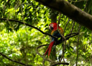 Trabajo interinstitucional protege a la guacamaya roja ante el peligro en el que se encuentra su especie. / Foto: Conap.