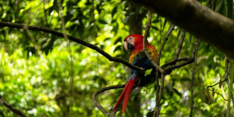 Trabajo interinstitucional protege a la guacamaya roja ante el peligro en el que se encuentra su especie. / Foto: Conap.