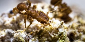 Las hormigas cortadoras de hojas (zompopos) se dedican a la agricultura desde hace uno 66 millones de años.