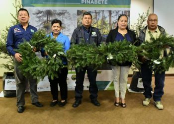 Simposio busca garantizar cadenas de producción y conservación del Pinabete. / Foto: Cortesía Inab.