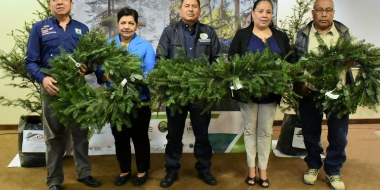 Simposio busca garantizar cadenas de producciÃ³n y conservaciÃ³n del Pinabete. / Foto: CortesÃ­a Inab.