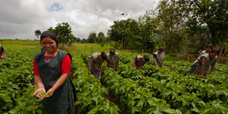 El rol clave de las mujeres productoras en el sector alimentario