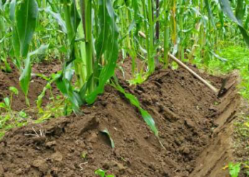 Cosmovisión del pueblo kaqchikel es recopilada en la publicación. / Foto: ALMG.