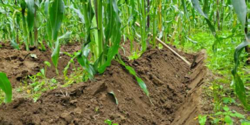 Cosmovisión del pueblo kaqchikel es recopilada en la publicación. / Foto: ALMG.