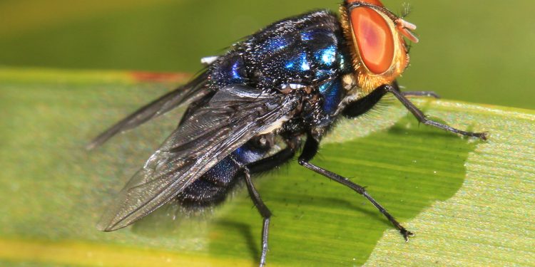 Mosca productora del gusano barrenador. / Foto: iNaturalist Ecuador.