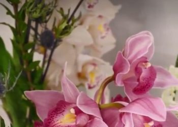 Senacyt invita a participar en la Exposición Nacional de Orquídeas 2024