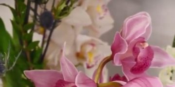 Senacyt invita a participar en la Exposición Nacional de Orquídeas 2024