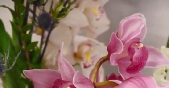 Senacyt invita a participar en la Exposición Nacional de Orquídeas 2024