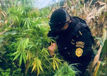 PNC logra la erradicación de plantaciones ilícitas por más de 16 millones de quetzales