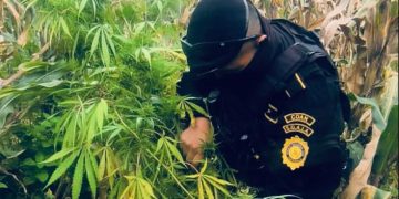 PNC logra la erradicación de plantaciones ilícitas por más de 16 millones de quetzales