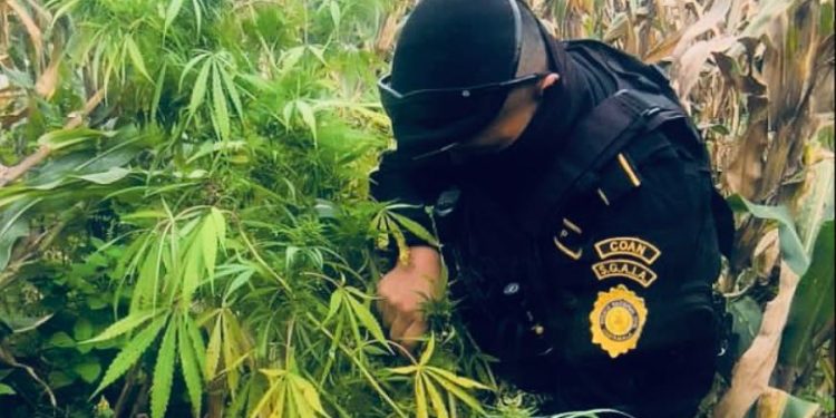 PNC logra la erradicación de plantaciones ilícitas por más de 16 millones de quetzales
