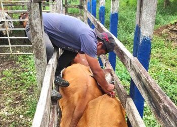 Pequeños productores se benefician con programa de inseminación artificial. / Foto: MAGA.
