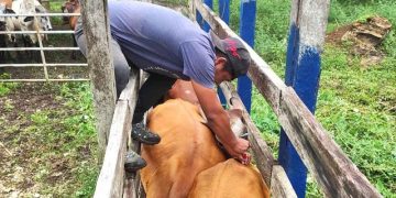 Pequeños productores se benefician con programa de inseminación artificial. / Foto: MAGA.