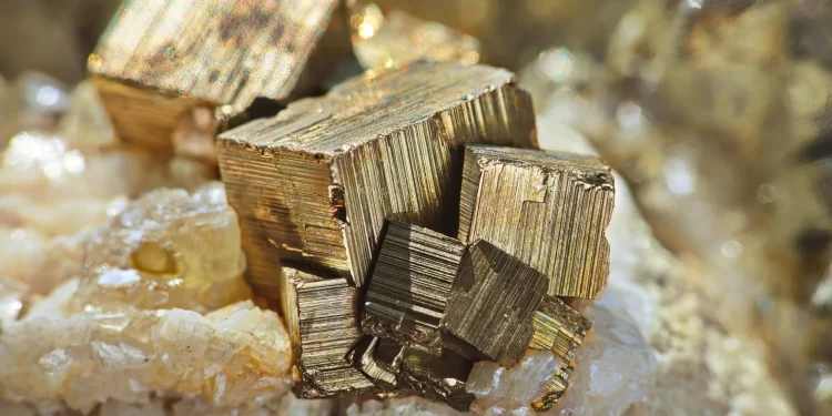 Pirita, también llamada "el oro de los tontos", sirvió para conservar ejemplar de artrópodo. / Foto: Gizmodo.