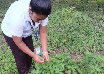 Plantas ancestrales favorecen la lactancia materna en El Chal, Petén