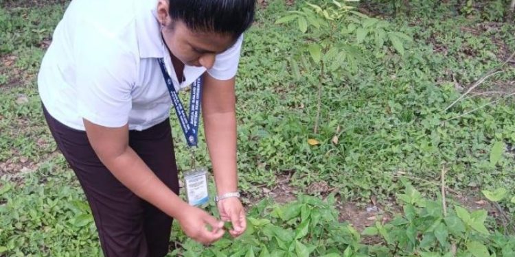 Plantas ancestrales favorecen la lactancia materna en El Chal, Petén
