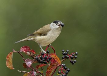 Reducción de especies dispersoras de semillas, entre estas las aves, pone en riesgo la flora en Europa.