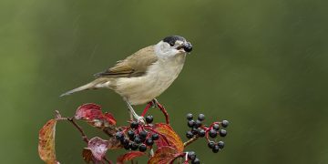 Reducción de especies dispersoras de semillas, entre estas las aves, pone en riesgo la flora en Europa.