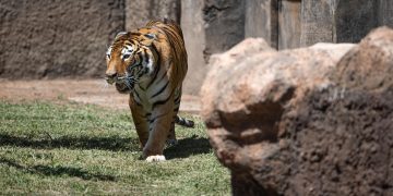 Uno de los tigres de bengala del Zoológico La Aurora, en su nuevo recinto.