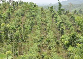 El 26 % de los pagos fueron a colectivos. Fotos / Cortesía INAB