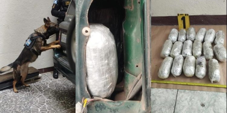 En su interior, las autoridades encontraron 17 paquetes de marihuana, además de 127 recipientes de plástico, conocidos como colmillos. / Foto: PNC.