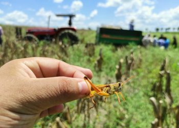 Langosta voladora. / Foto: MAGA