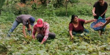 Este tipo de iniciativas subraya la importancia de invertir en la agricultura local. / Foto: MAGA.