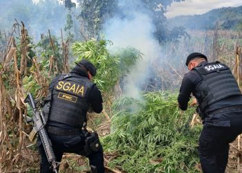 Erradican plantaciones de marihuana. / Foto: PNC.