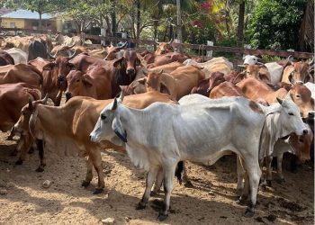 El gusano barrenador es la larva de una mosca que deposita sus huevos en heridas o cavidades abiertas en animales de sangre caliente.. / Foto: MAGA