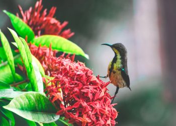 Conoce el vocabulario de flora y fauna en acateco, un tesoro lingüístico 