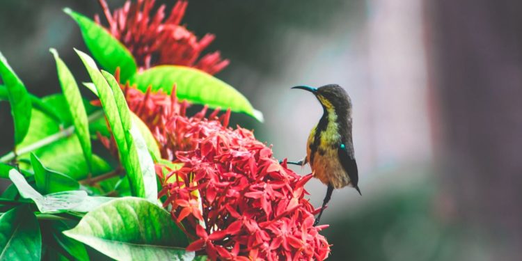 Conoce el vocabulario de flora y fauna en acateco, un tesoro lingüístico