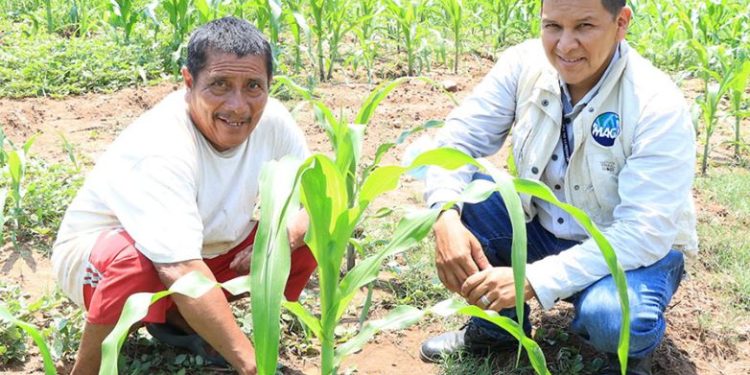 El MAGA impulsa el extensionismo agrícola con nuevas contrataciones