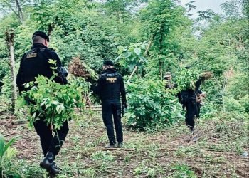 La erradicación de estos arbustos de hoja de coca en Alta Verapaz es una prueba más del avance en esta lucha. / Foto: Mingob
