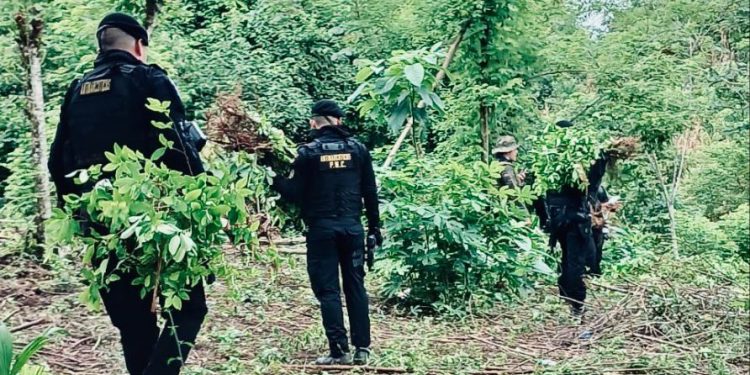 La erradicación de estos arbustos de hoja de coca en Alta Verapaz es una prueba más del avance en esta lucha. / Foto: Mingob