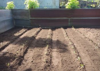 Implementan huertos escolares con fines pedagógicos en escuelas de San José El Rodeo, San Marcos