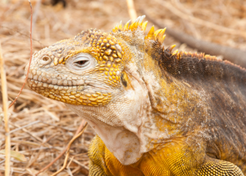 Crece población de iguanas amarillas. / Foto: Parque Nacional Galápagos.