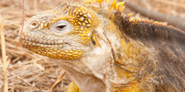 Crece población de iguanas amarillas. / Foto: Parque Nacional Galápagos.