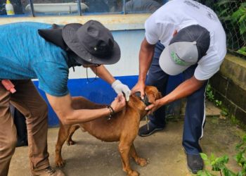 Jornada de vacunación canina en Jalapa busca prevenir la rabia en la región