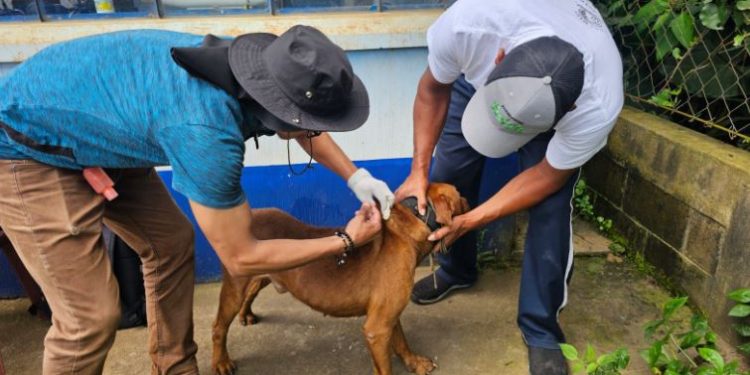 Jornada de vacunación canina en Jalapa busca prevenir la rabia en la región