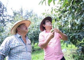 Auge del cultivo de aguacate impulsa nuevas oportunidades para productores guatemaltecos