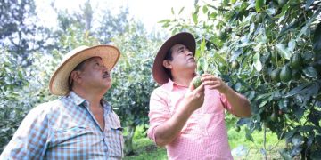 Auge del cultivo de aguacate impulsa nuevas oportunidades para productores guatemaltecos