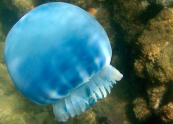Venezuela exporta medusa bola de cañón. / Foto: Sistema Venezolano de Diversidad Biológica.