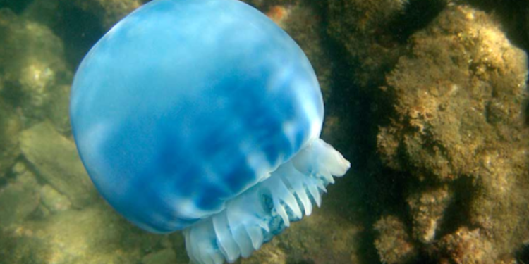 Venezuela exporta medusa bola de cañón. / Foto: Sistema Venezolano de Diversidad Biológica.