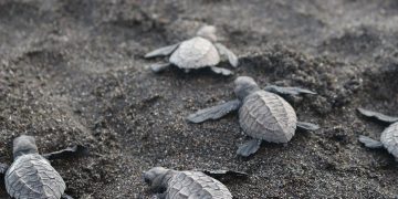 Liberación de tortugas parlama. / Foto: AGN.