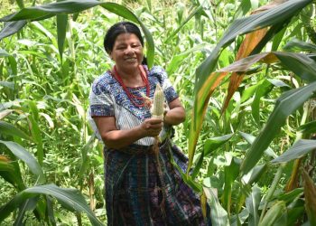 Seguro Agropecuario beneficia a productores de todo el país, en esta ocasión, llega al corredor seco. /Foto: cortesía MAGA.