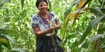 Seguro Agropecuario beneficia a productores de todo el país, en esta ocasión, llega al corredor seco. /Foto: cortesía MAGA.