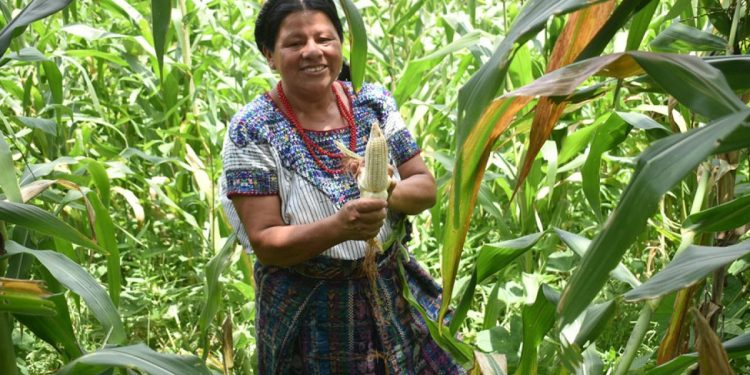 Seguro Agropecuario beneficia a productores de todo el país, en esta ocasión, llega al corredor seco. /Foto: cortesía MAGA.